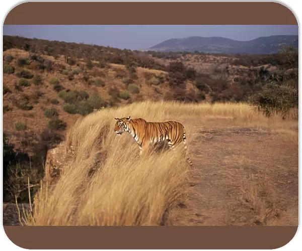 Bengal  /  Indian Tiger Standing in grass, Ranthambhore National Park, India