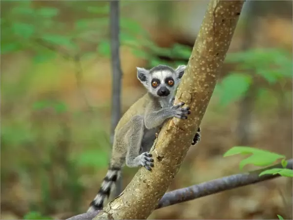 Ring-tailed Lemur - Young 3MP106