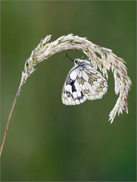 Marbled white - resting on grass wings closed Bedfordshire UK 005836