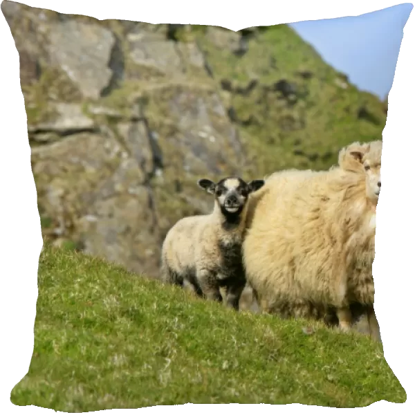 Sheep mother and young standing in front of cliffs looking into the camera Hermaness Nature Reserve, Unst, Shetland Isles, Scotland, UK
