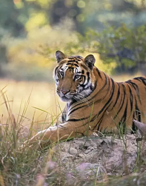 Bengal  /  Indian Tiger - resting on termite mound. Bandhavgarh National Park