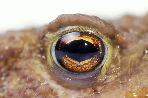 Common Toad Eye