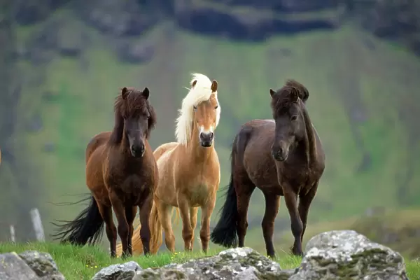 Icelandic Horse - three standing