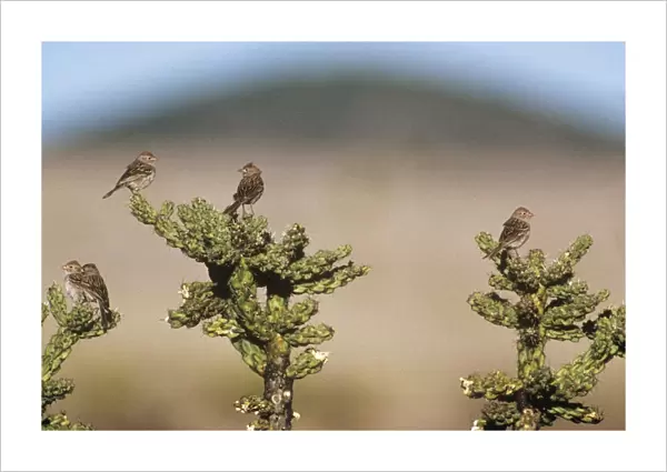 Worthen's Sparrow - on cactus Saltillo, Coahuila, Mexico