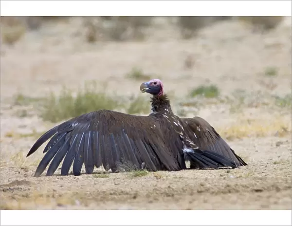 Lappet-faced Vulture - Adult basking with spread wings. Threatened species, mostly confined to major game reserves. Kgalagadi Transfrontier Park, Northern Cape, South Africa