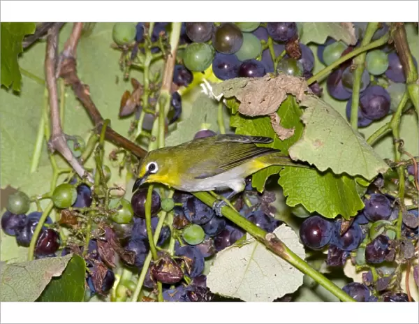 Cape White-eye visiting fruiting grape vine. Inhabits forests, savanna, woodland, exotic plantations and suburban gardens. Endemic to southern Africa. Grahamstown, Eastern Cape, South Africa
