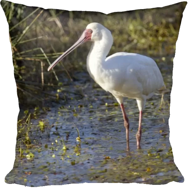 African Spoonbill. Andries Vosloo Kudu Reserve - nr Grahamstown - Eastern Cape - South Africa