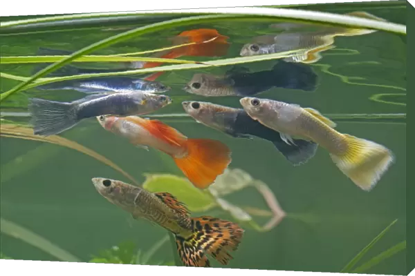 Guppy  /  Millionfish - males with reflections - tropical freshwater – variants - originally South & Central America 002754