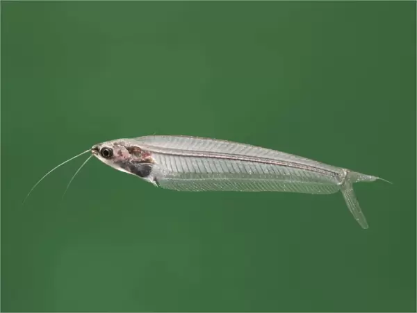 Glass catfish – side view green background tropical freshwater Africa 002059
