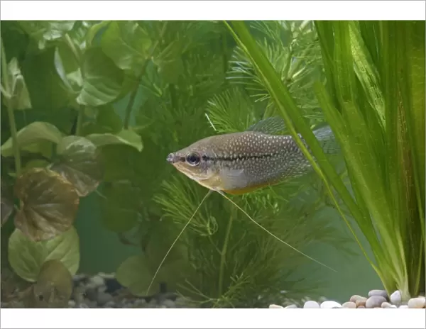 Pearl gourami – side view by weeds – SE Asia UK