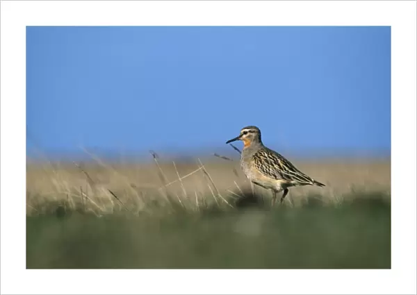 Tawny Throated Dotterel