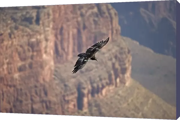 California Condor In flight over canyon - Arizona- Airborne - Endangered species-First reintroduced to Arizona in 1996 -Now breeding in the wild in the Grand Canyon-Vermillion cliffs area-Wing patches identify individuals-Feeds on freshly killed