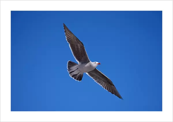 Heermann's Gull - Adult - Soaring - Sonora Mexico