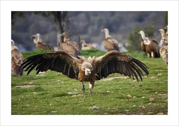 Griffon Vulture - Approaching carcass Gyps fulvus WWF Reserve - Refugio de Rapaces Segovia, Spain BI009009