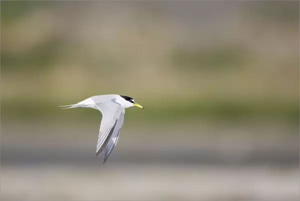 Little Tern - In flight Sterna albifrons Texel, Netherlands BI014077