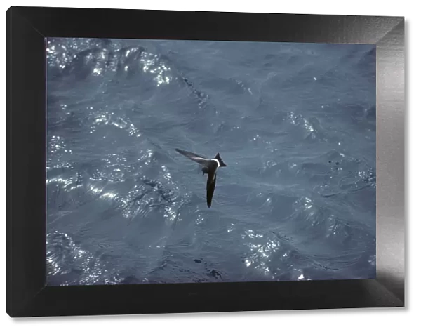 Wilson's Storm Petrel - In Flight Over Sea Antarctica BI006891