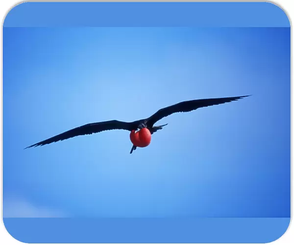 Great Frigatebird In flight, inflated throat pouch. Tower (Genovesa) Island Galapagos