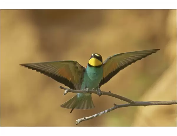Bee-eater - In flight coming in to land on perch Extramadura, Spain BI002466