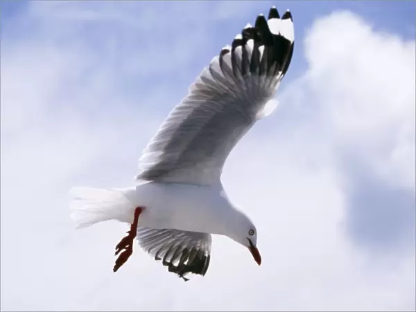 Silver Gull In flight