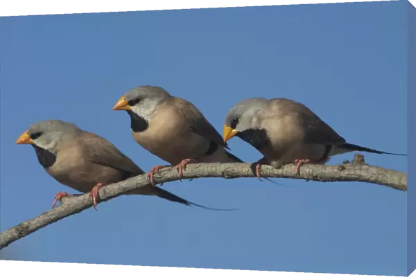 Long-tailed Finches - Kimberley subspecies with yellowish bill. Only found in northern Australia. Inhabits dry grassland with scattered trees, open woodland. Never far from water. Sociable species usually found in flocks