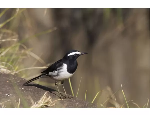 White-browed Wagtail - On ground Usually found near freshwater wetlands. This bird by a drain within the town itself. A widespread Indian resident photographed in Ootacamund, Nilgiri Hills, Western Ghats, India, Asia
