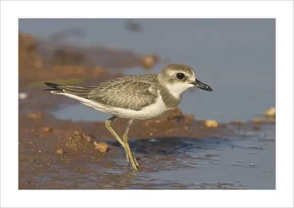 Oriental Plover, at pond edge. Breeds in Mongolia and northern China and winters in large numbers in northern Australia where it prefers dry inland areas. Sometimes near ponds. At a pond near Marble Bar, Pilbara, Western Australia