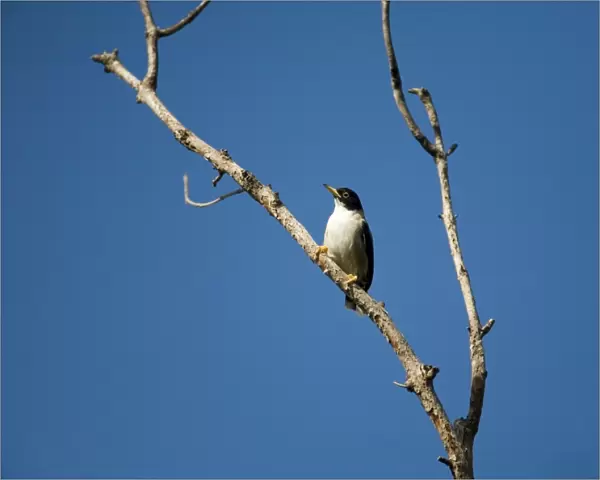 Varied Sitella  /  White-winged Sitella. This subspecies found in the Kimberley, northern Northern Territory and northwest and central Queensland. Inhabits tropical woodland. At Mitchell Plateau near the campground