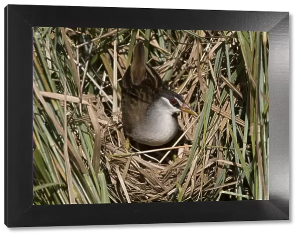 White-browed Crake coming onto nest At Gibb River Community wetlands. Found in the tropical far north of the Kimberley, Northern Territory and Queensland in wetlands with aquatic vegetation