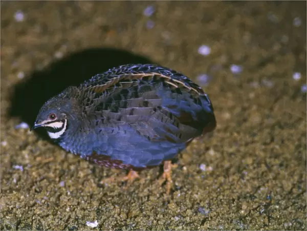 Chinese Francolin  /  Painted Quail