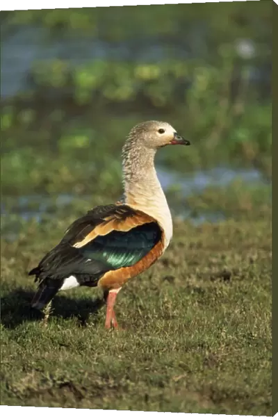 Orinoco Goose Amazon, Orinoco Basin, South America