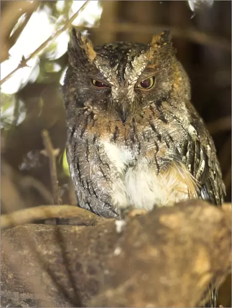 Madagascar Scops Owl - regional endemic. Roosting in tree Berenty, Madagascar
