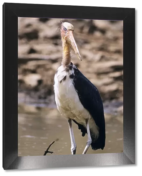 Lesser Adjutant Stork