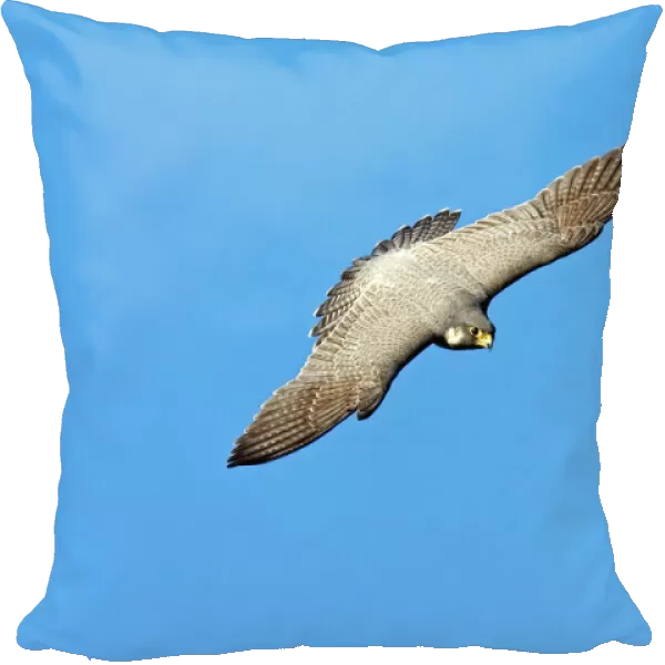 Peregrine Falcon - adult in flight, soaring