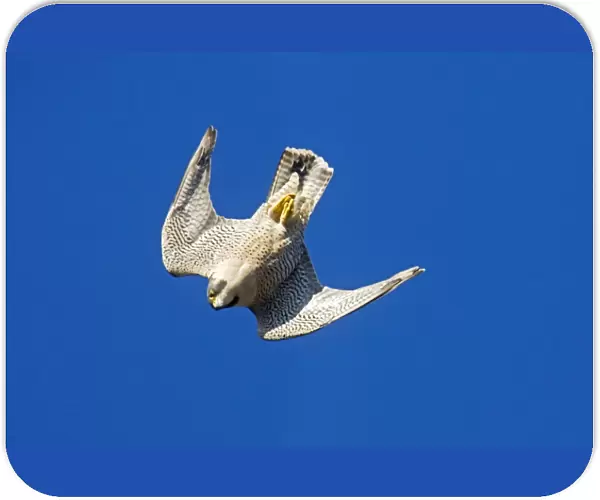 Peregrine Falcon - diving