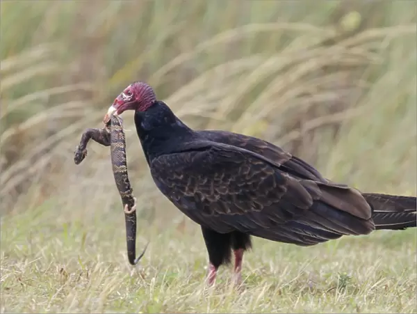 Turkey Vulture - with snake Florida