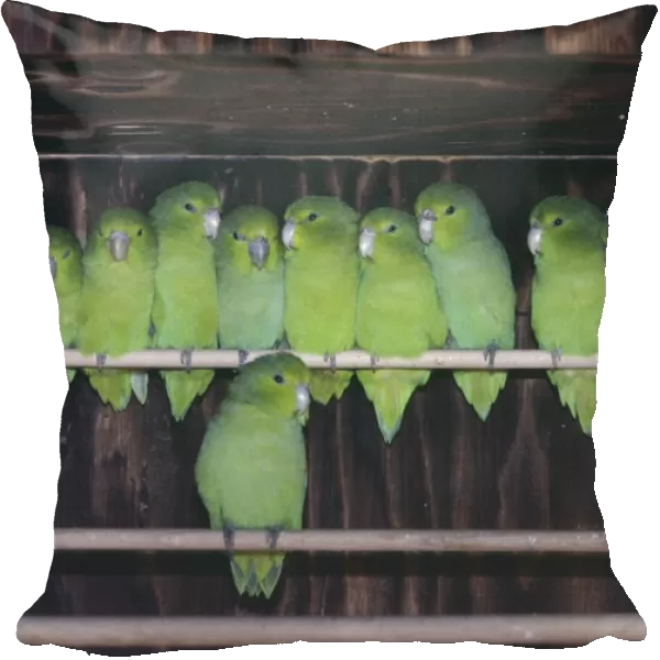 Mexican Blue Rumped Parrotlets - Group together on perch