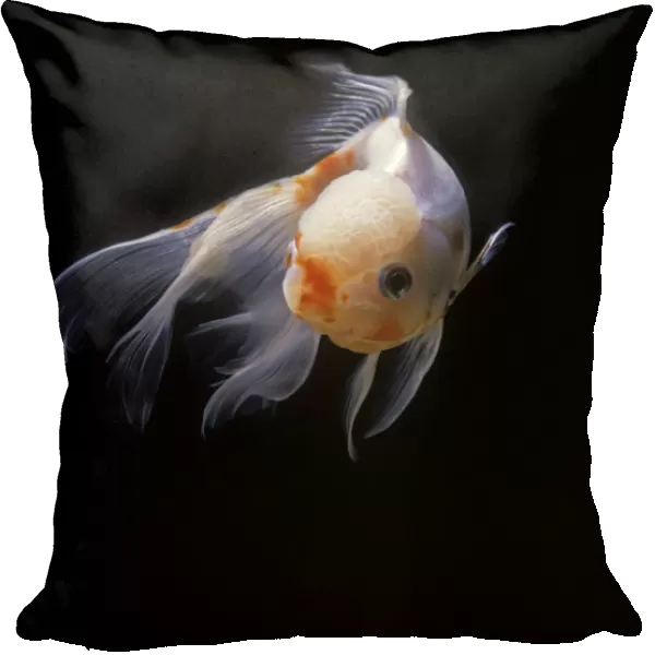 Aquarium Fish - Lionhead Goldfish