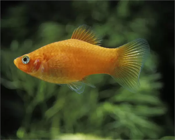 Aquarium Fish - Variegated  /  Variable Platy