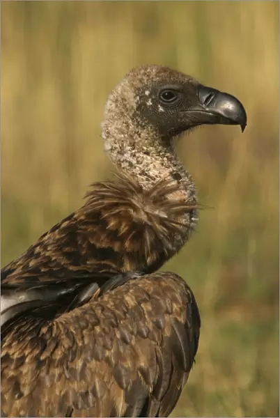 Ruppell's Griffon Vulture Kenya, Africa
