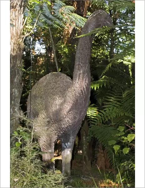 Moa Reconstruction - life size model of extinct Moa. Rainbow Springs - North Island - New Zealand. Thought to have become exinct through hunting and forest clearance in the 1500s but a few may have lived on until the early 19th century