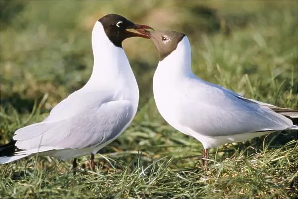 Black-headed gull - Male feeding female in courtship behaviour