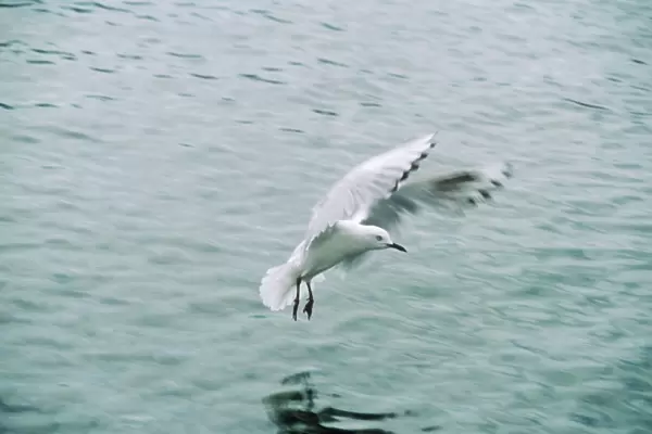 Black-billed Gull - landing on sea New Zealand