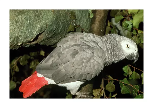 African Grey Parrot West Africa