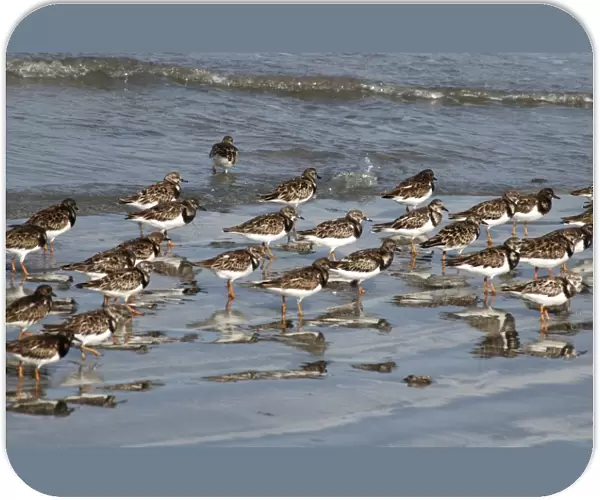 Ruddy Turnstones - Flock on shore