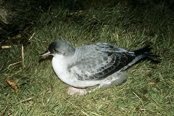 Grey Petrel - on grass