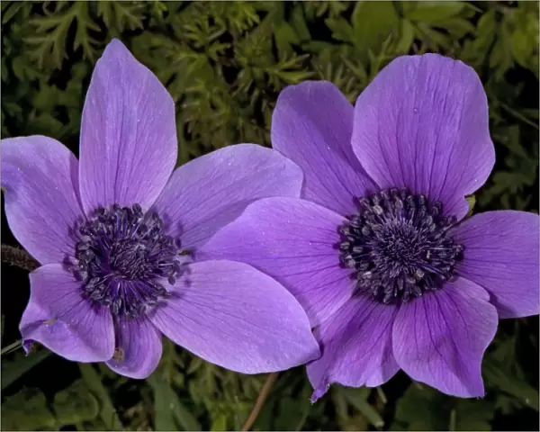 Crown Anemone in the wild - source of many garden and florist's flowers