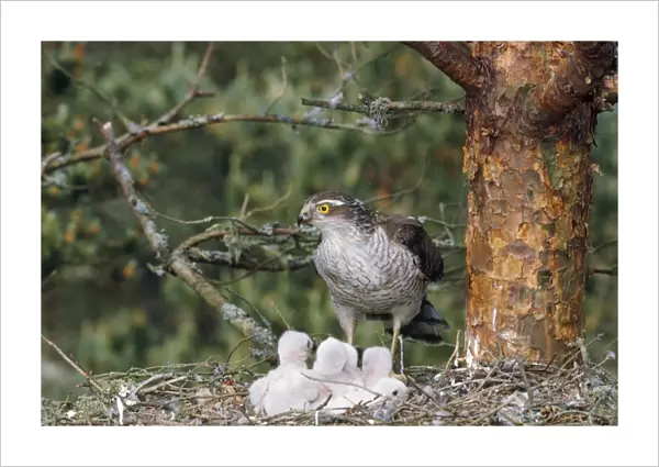 Sparrowhawk - with young