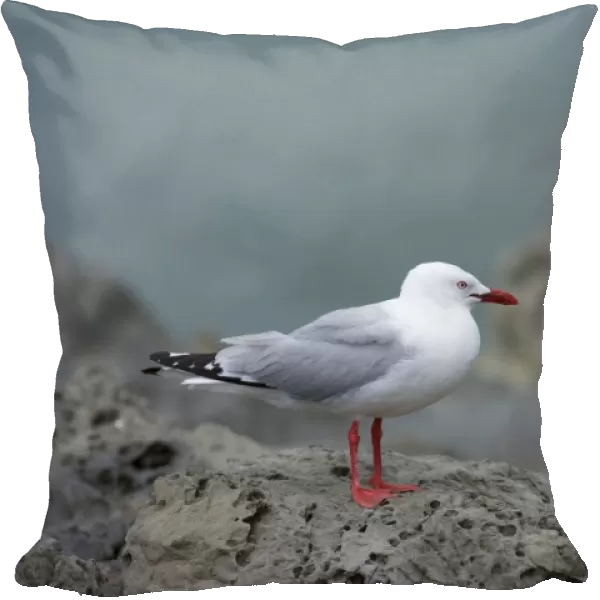 Red-billed Gull adult one sitting on weathered rock looking out Kaikoura, Canterbury, South Island, New Zealand