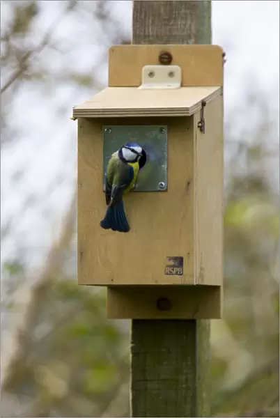 Blue tit inspecting RSPB nestbox Location: Garden, Cornwall, UK