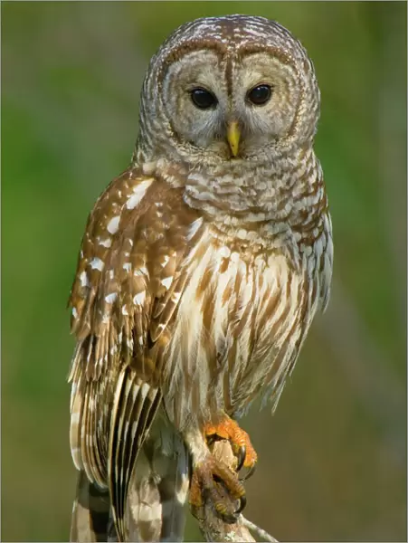 Barred Owl - On perch, Atchafalya River basin, Atchafalaya Swamp, Louisiana, North America _TPL4833